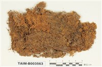 藏品(灰苔科)的圖片